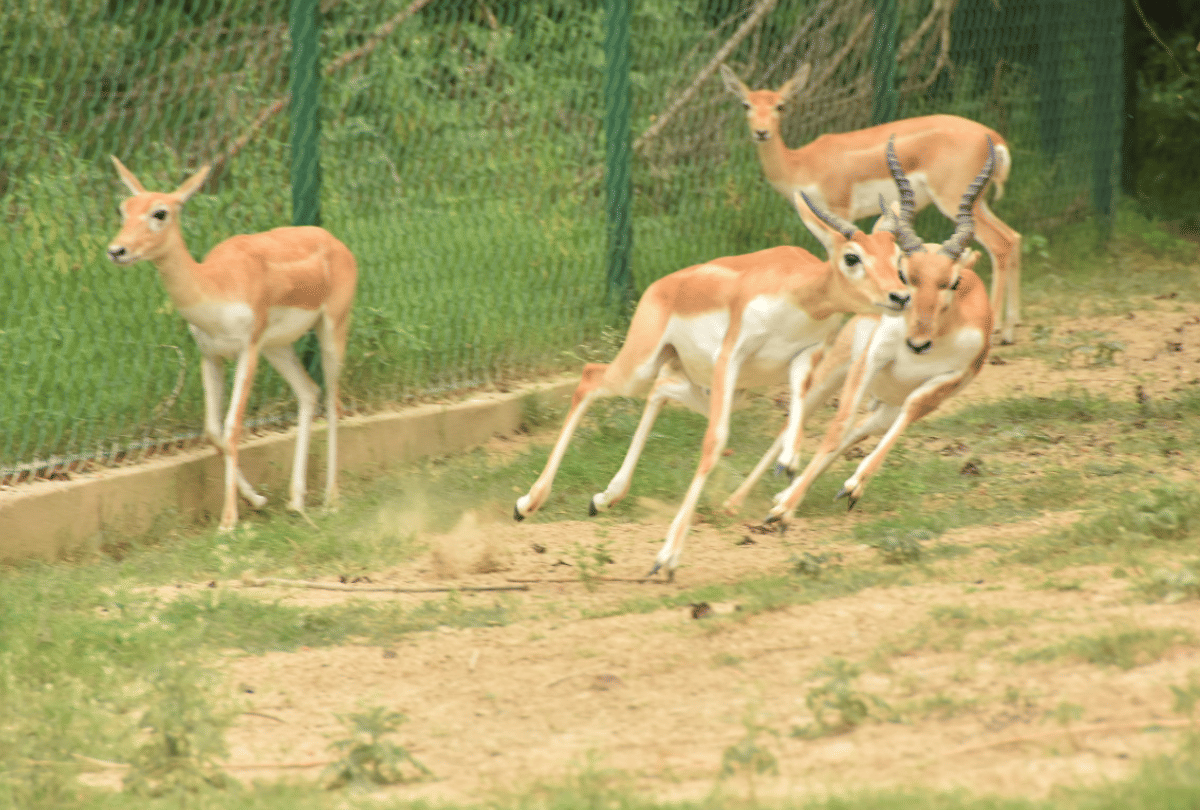 Gorakhpur UP Zoological Park Zoo News UP First Special Zoo In Gorakhpur See Latest Photos