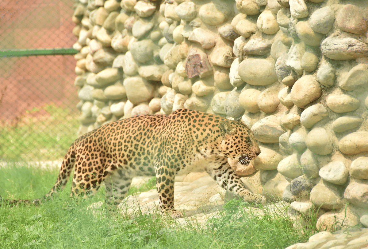 Gorakhpur UP Zoological Park Zoo News UP First Special Zoo In Gorakhpur See Latest Photos