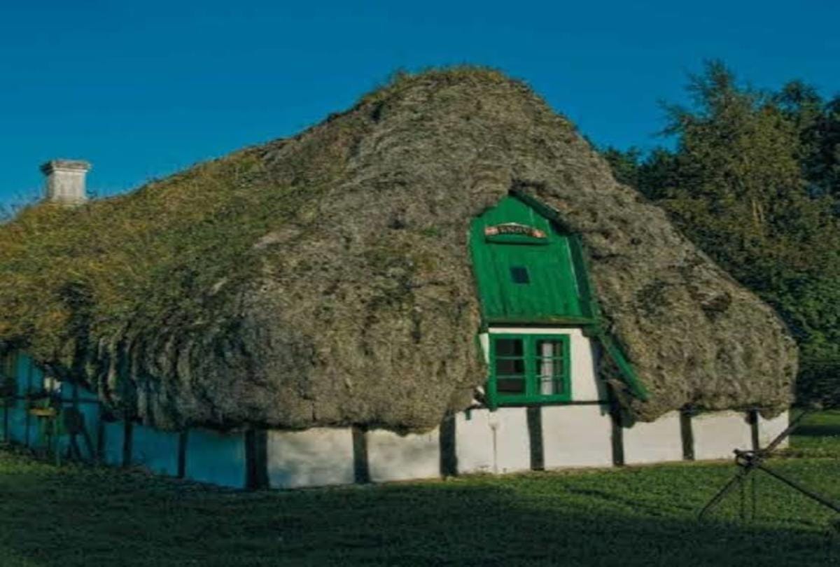 interesting facts about eelgrass house in danish island which help to increase oxygen level