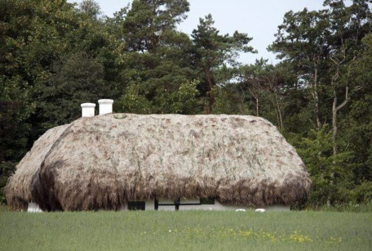 interesting facts about eelgrass house in danish island which help to increase oxygen level