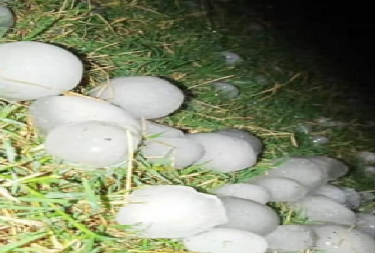 Jammu-Kashmir: Up to 70 percent loss to Basmati, paddy lying in the open in the mandis also soaked