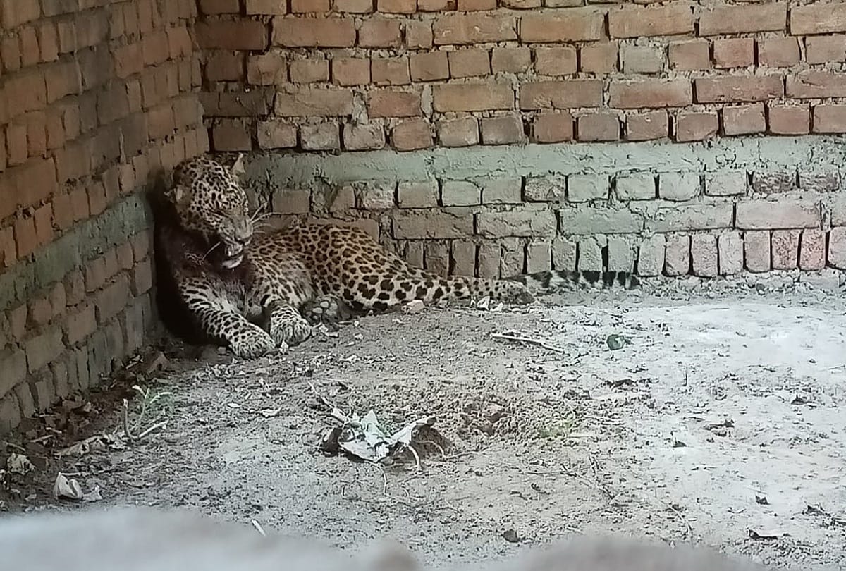 Maharajganj Rescue leopard dead in gorakhpur zoo