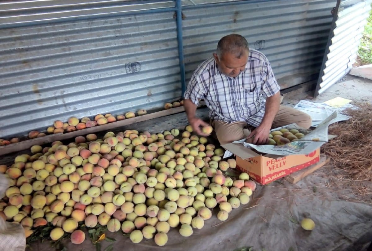 Peach Valley peach knock in the mandis, gardeners disappointed due to non receipt of good price