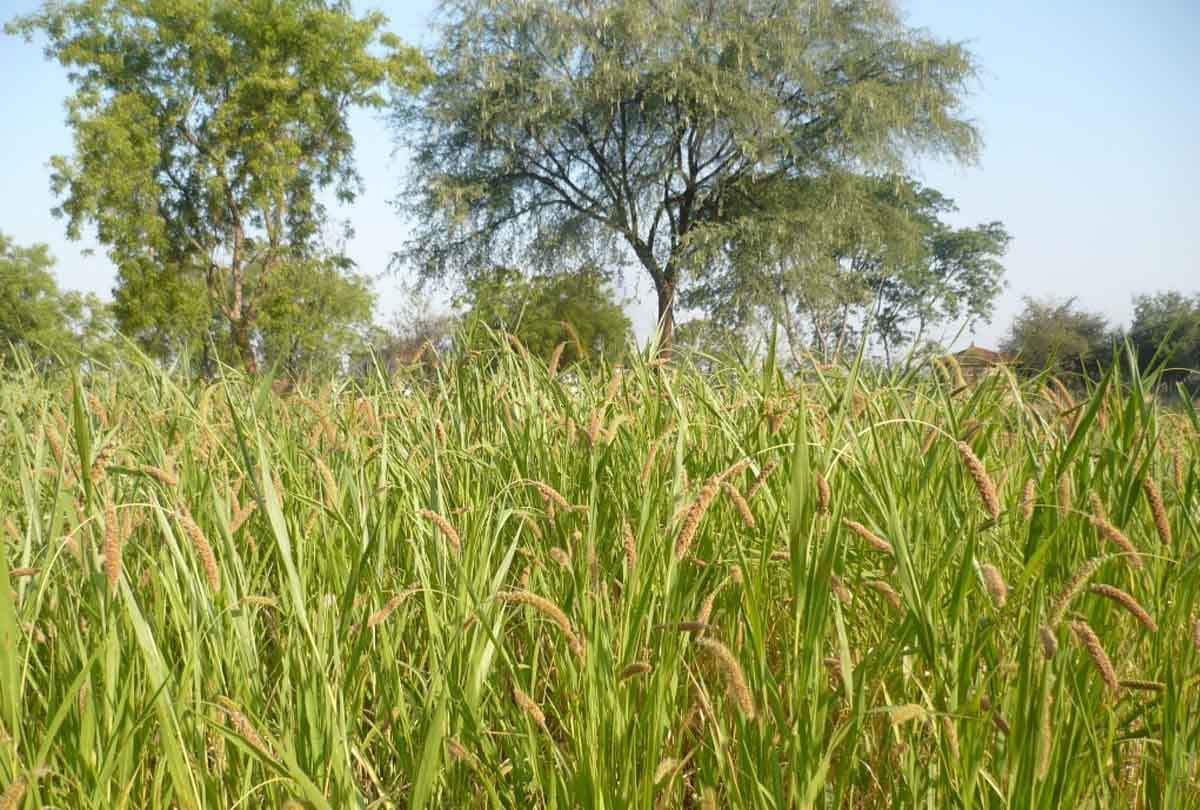 Seven-year-old innocent raped by four people in UP's Kannauj