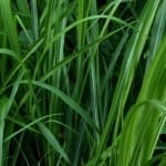 लेमन ग्रास