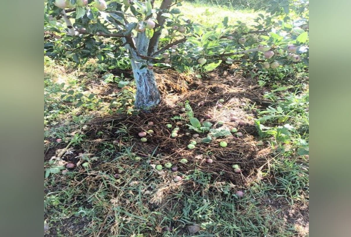 himachal weather update: pre monsoon rain and storm damaged apple, more than 100 houses and cowshed roofs blown off