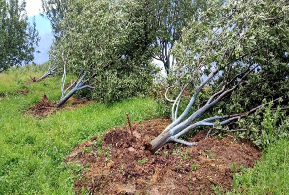 himachal weather update: pre monsoon rain and storm damaged apple, more than 100 houses and cowshed roofs blown off