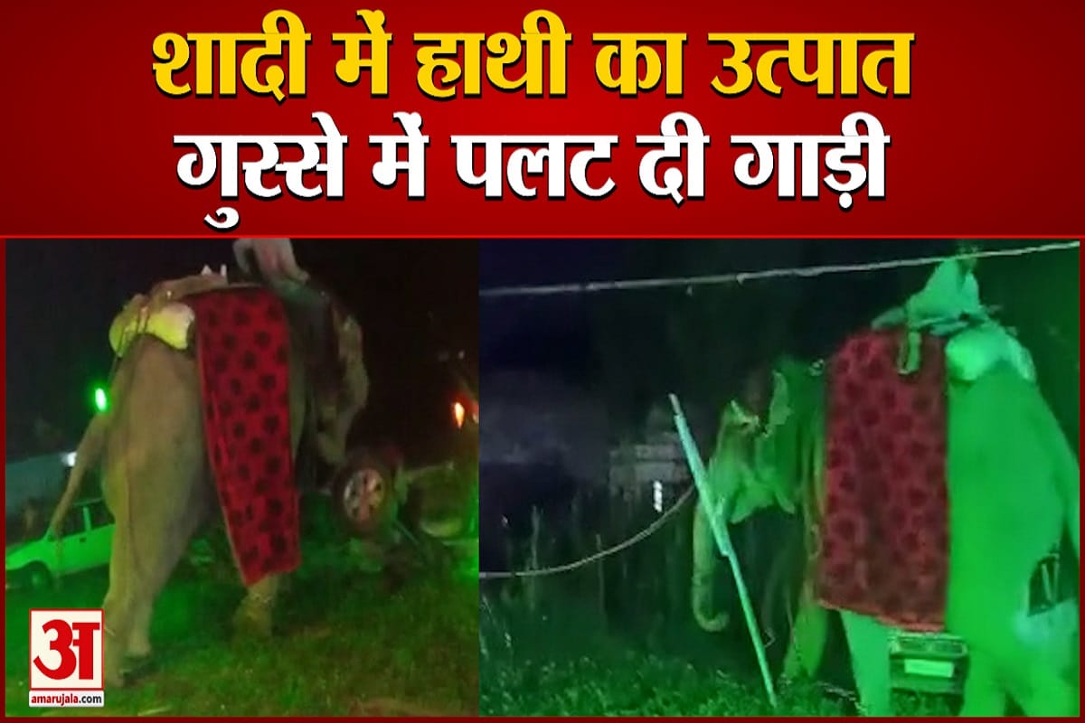 हाथी