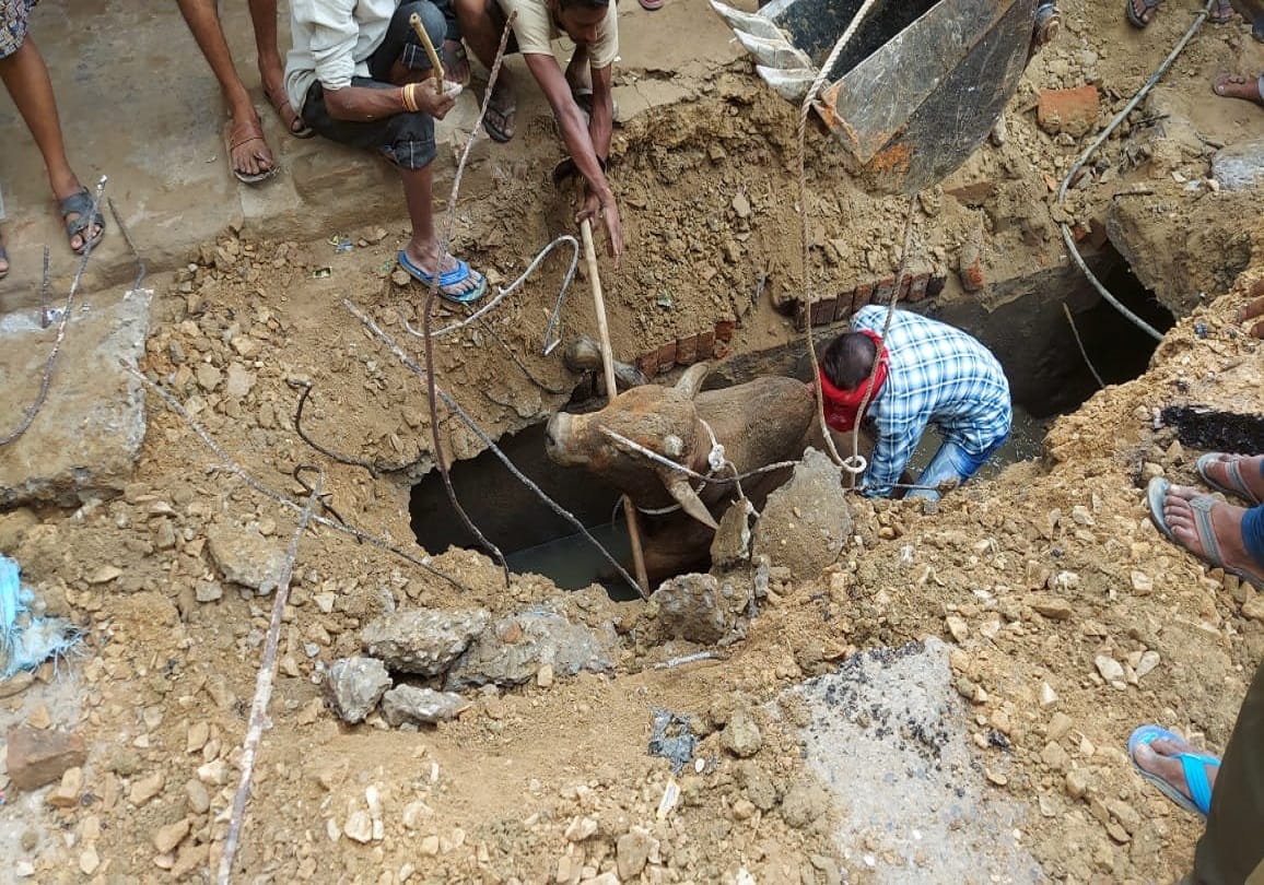 Bull fell down and stuck  in open drain of National Highway seven  in Mirzapur people rescued