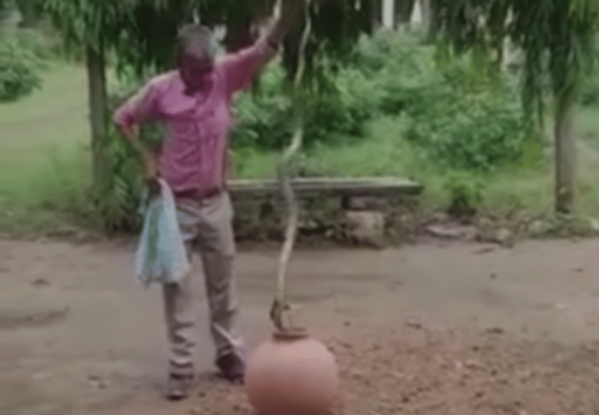 Dangerous cobra snake came out in Kashi king stampede