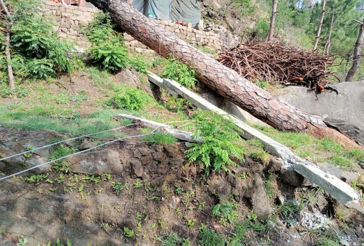 himachal weather update: pre monsoon rain and storm damaged apple, more than 100 houses and cowshed roofs blown off