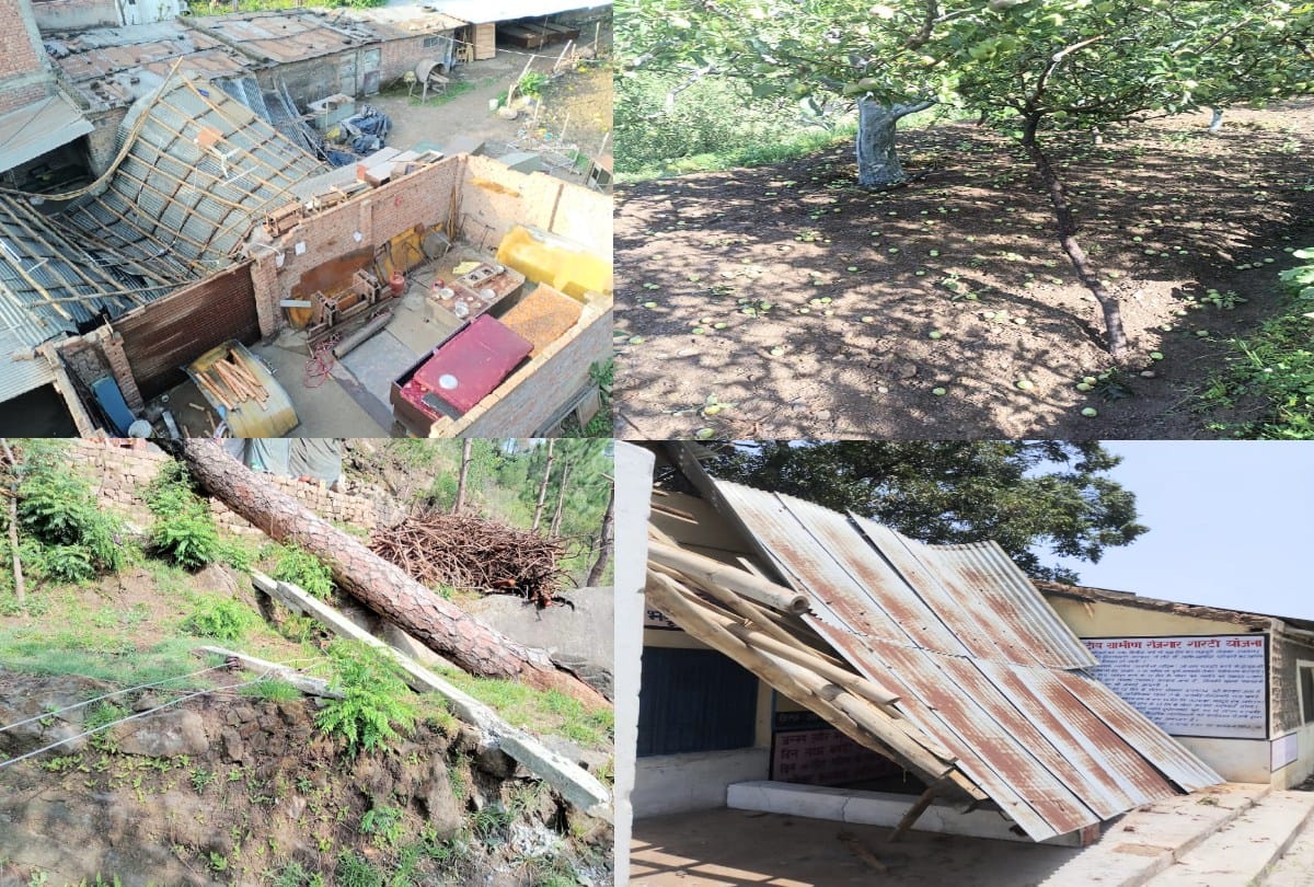 himachal weather update: pre monsoon rain and storm damaged apple, more than 100 houses and cowshed roofs blown off