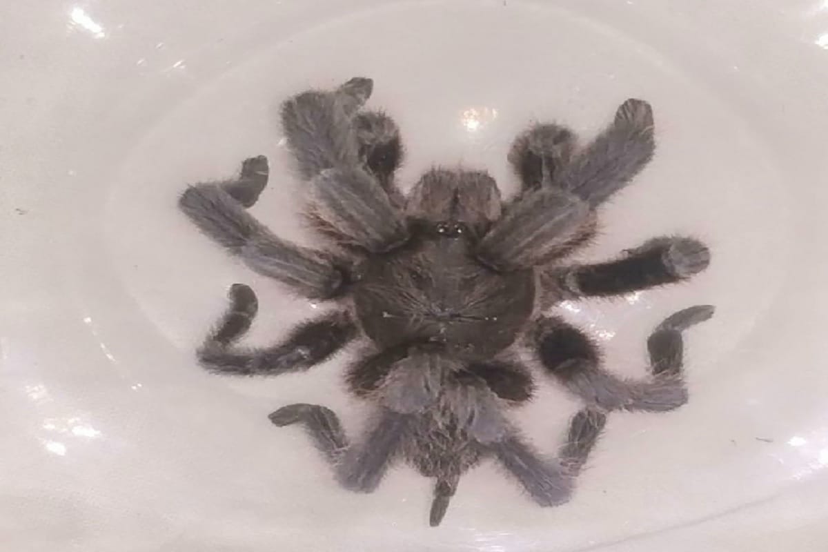 People scared of getting big spiders in Varanasi, said scientist beware of venomous spider
