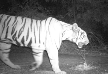 Rain became an obstacle in the campaign to catch the tigress
