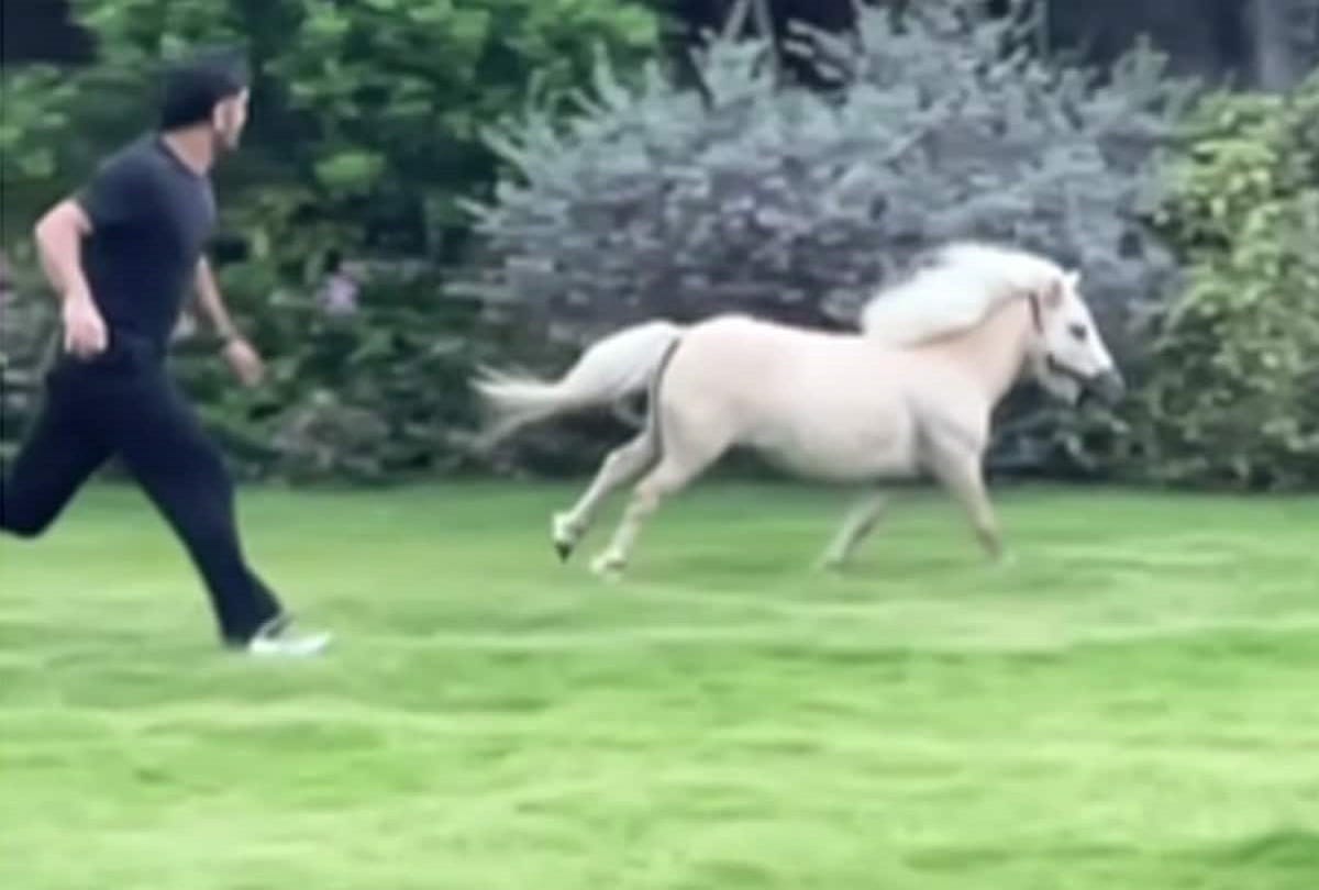ms dhoni racing with pet horse sakshi dhoni shared video on instagram watch video