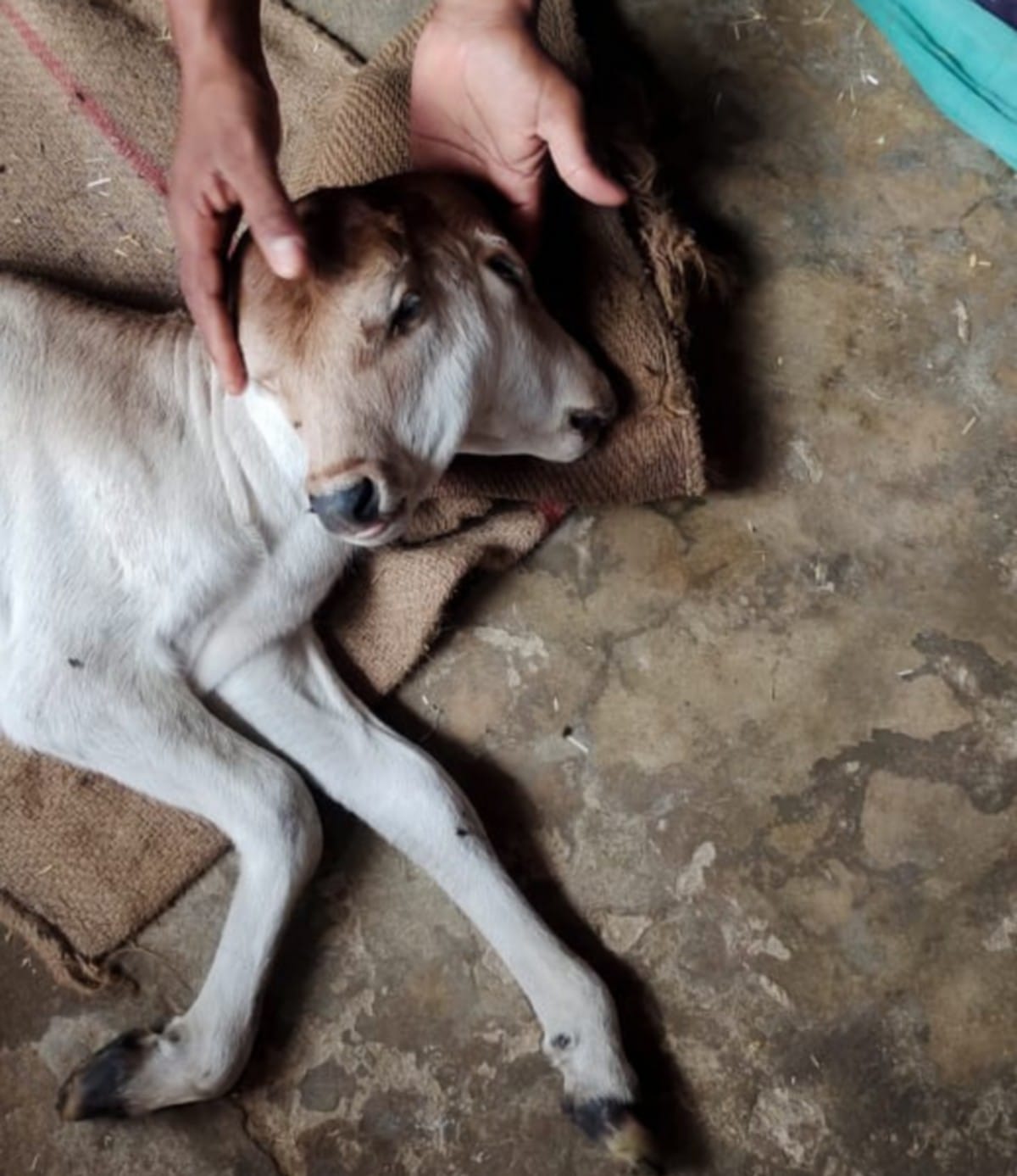 Cow gave birth to a two faced calf in chandauli UP