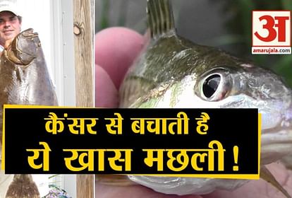 क्रोकर मछली