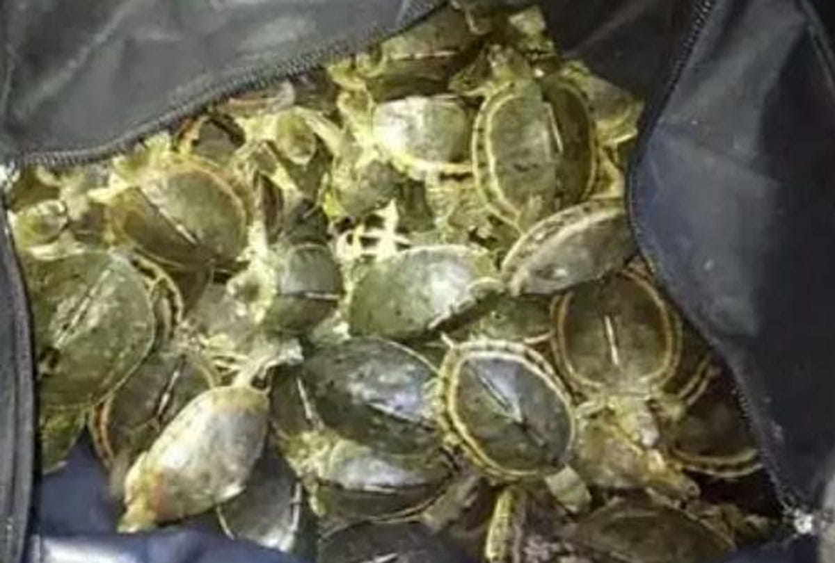 many tortoises found inside unidentified bag in saket express train in chitrakoot