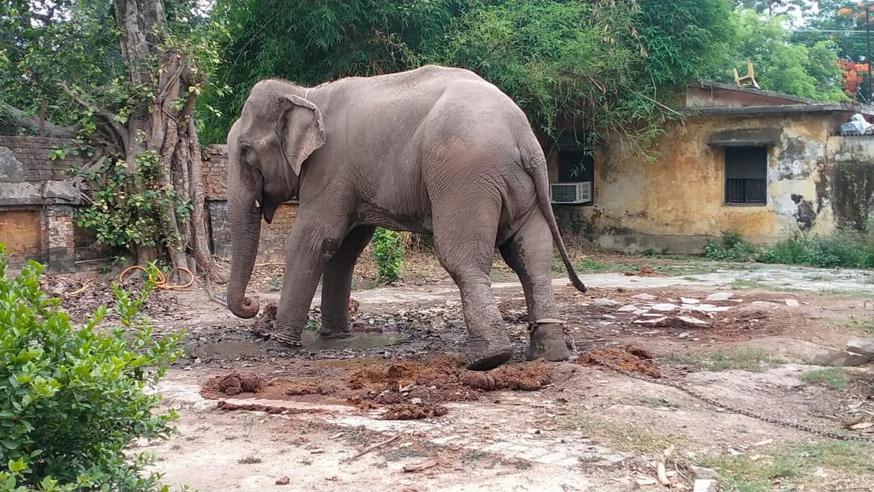 Elephant created ruckus in Deoria