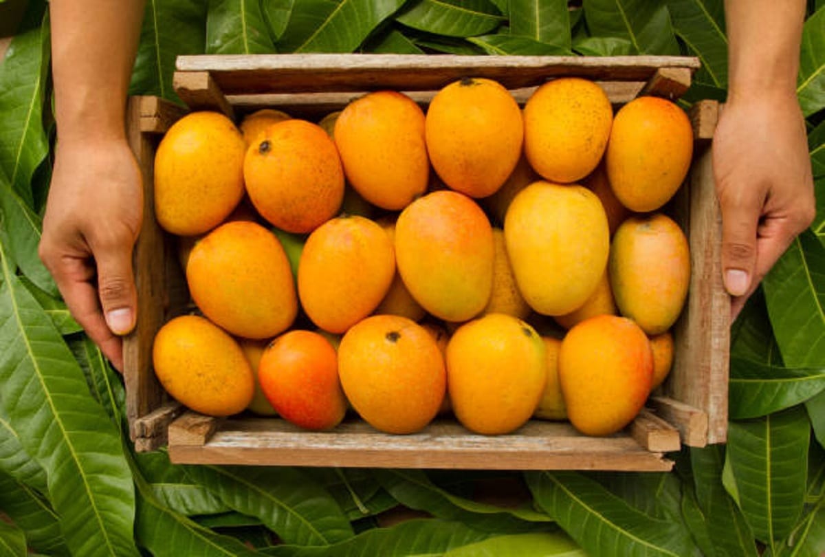 Health tips Can diabetic patients eat mango know how much quantity should be