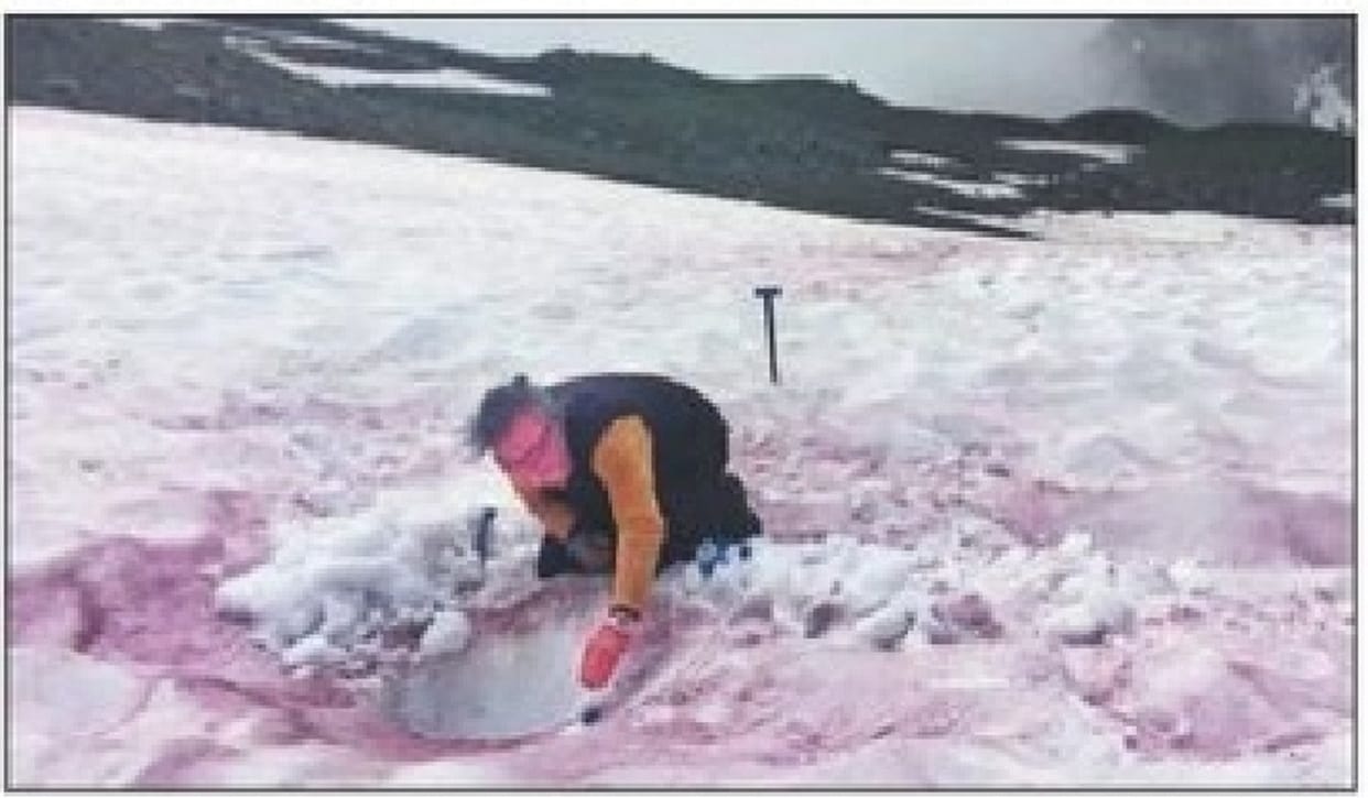 Snow algae's blood message on Bloom Mountains in Paris