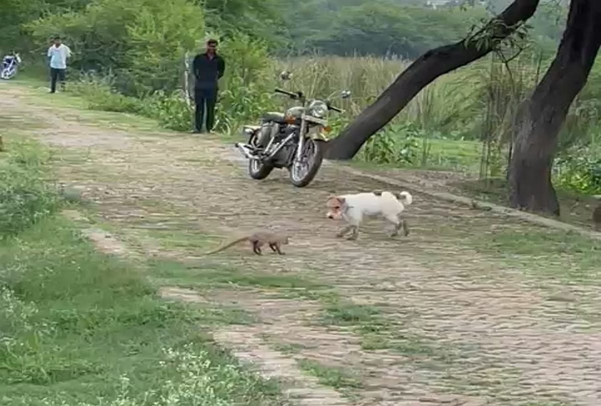 Pratapgarh: Weasel over dog, video of dog and mongoose having fun in Raja Bhaiya's garden goes viral
