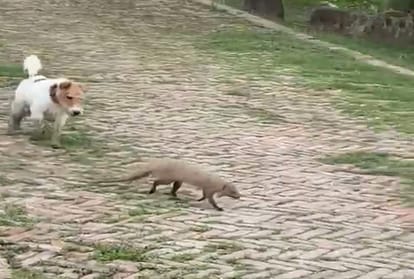 Pratapgarh: Weasel over dog, video of dog and mongoose having fun in Raja Bhaiya's garden goes viral