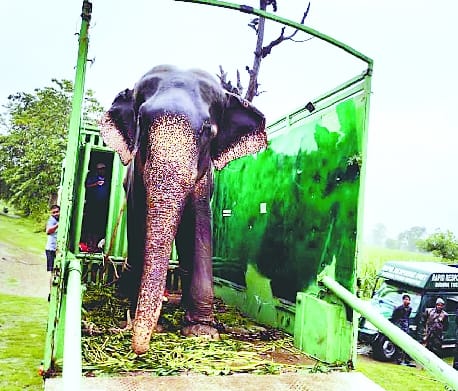 The spoiled elephant Mittu reached Dudhwa from Chandauli