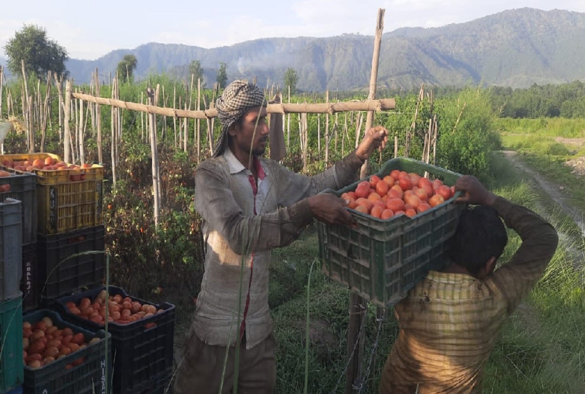 Tomatoes will make the farmers of Balh rich during the Corona period