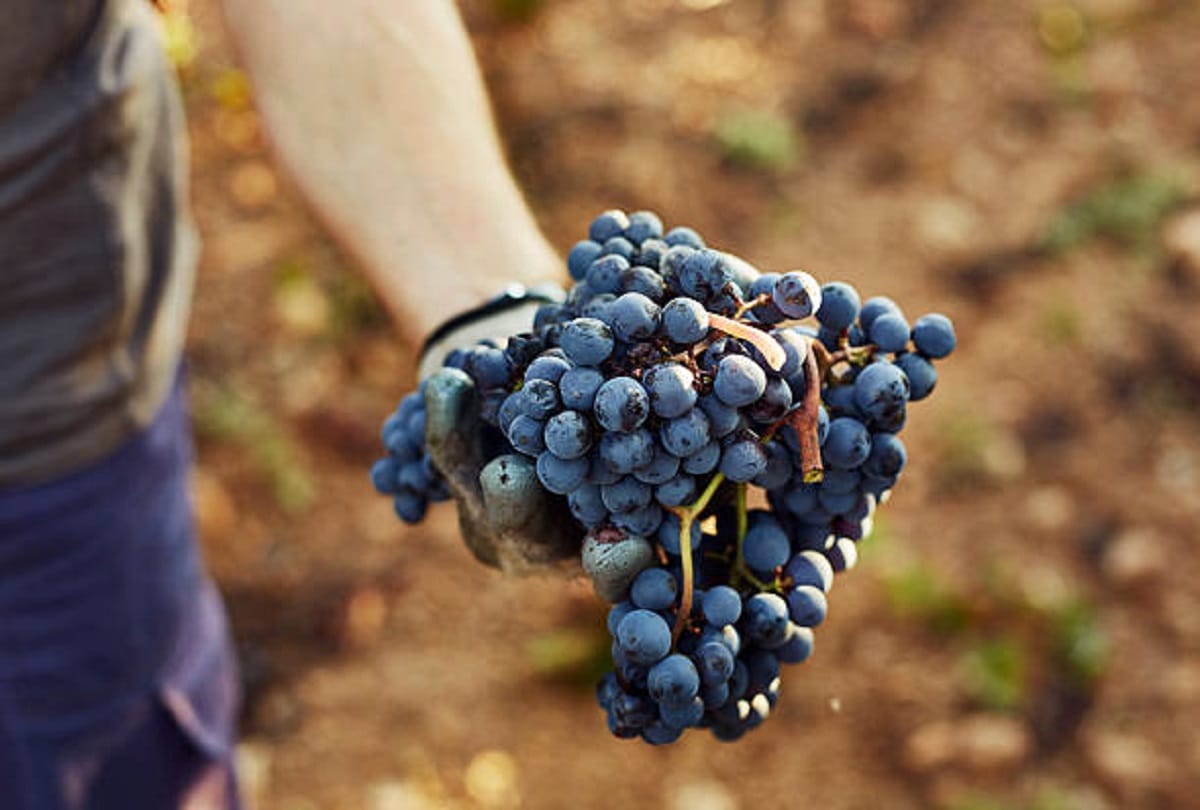foods that protect against cancer, all you need to know