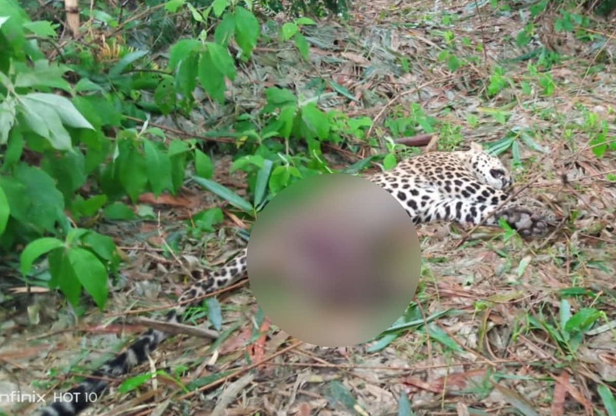 leopard died after attacking two people in Shivpur village under Shivpur range at Maharajganj Up