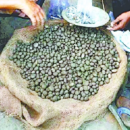 As soon as it rained, Katrua's spring came in the forests of Dudhwa