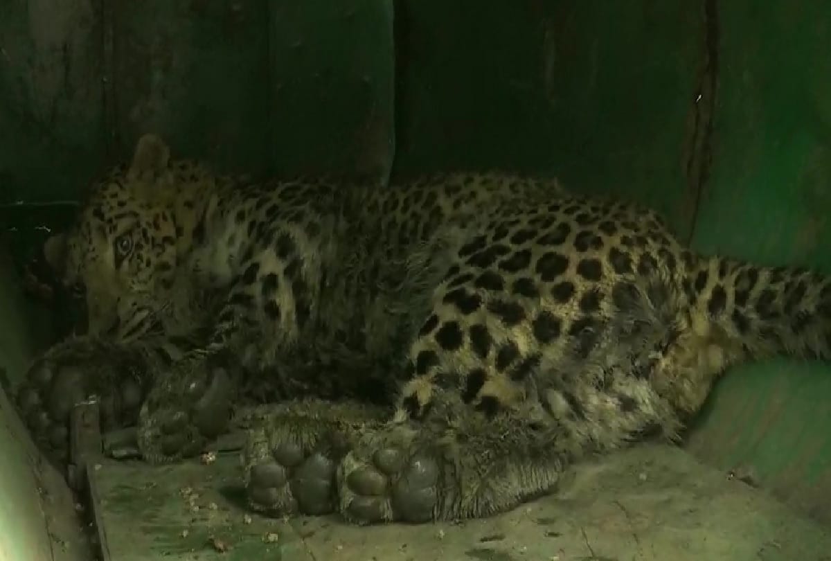 J&K: Leopard that preyed on 4-year-old girl in Srinagar was caught after 11 days