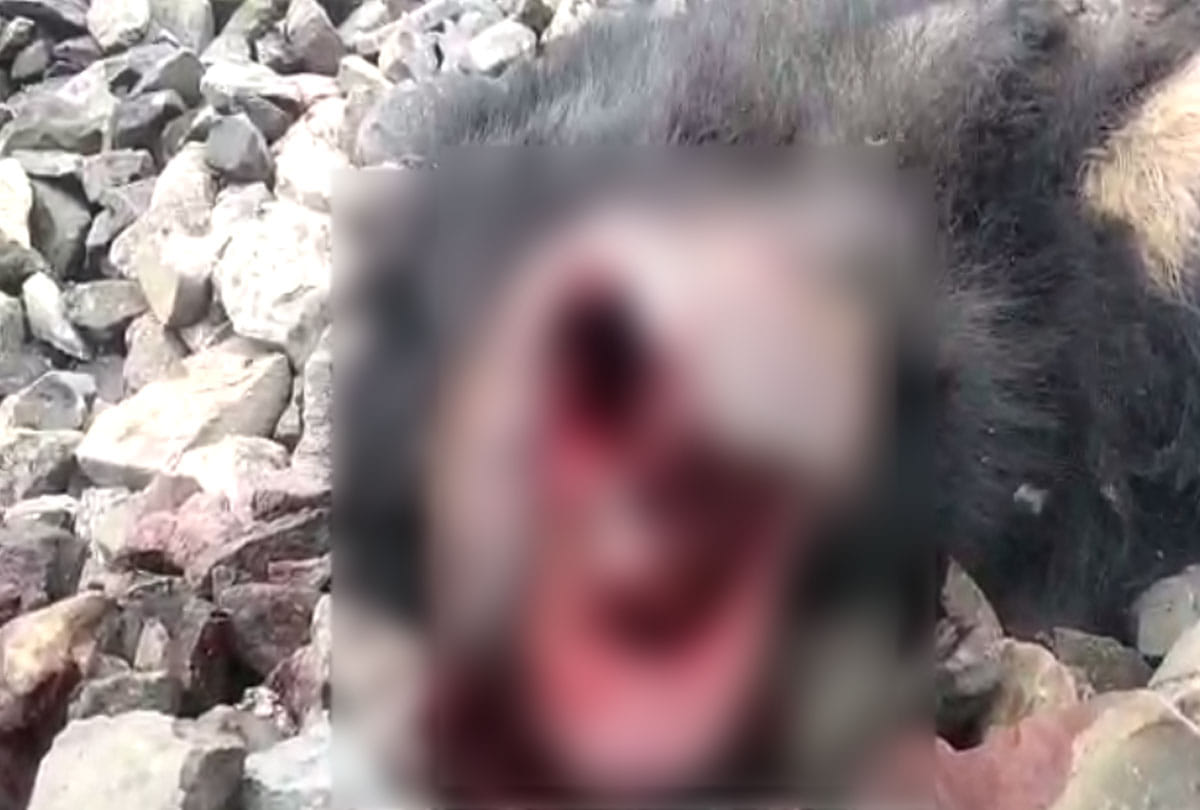 Dead body of a male bear found on the track in chitrakoot
