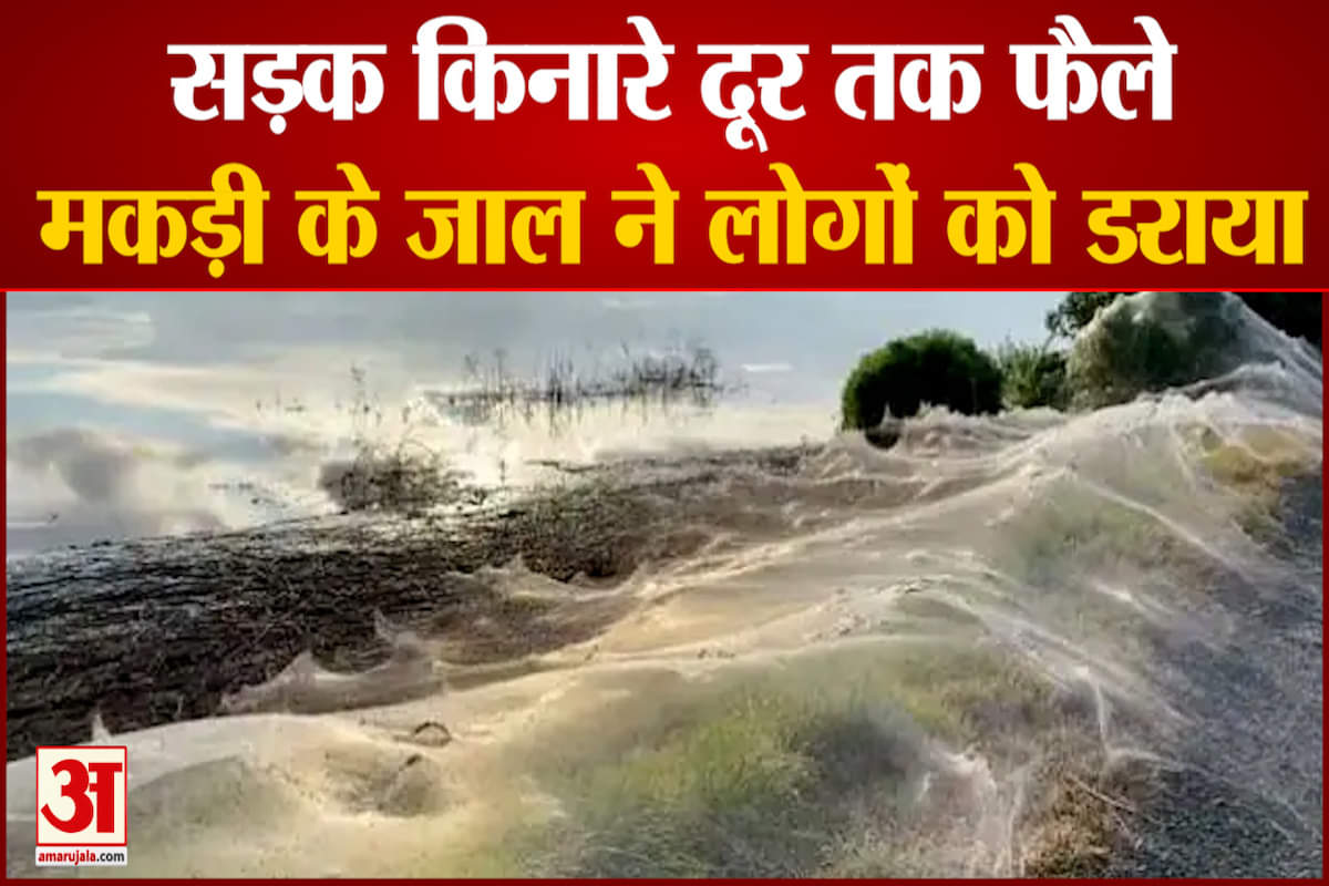 मकड़ियों के जाल से ढका ऑस्ट्रेलिया का ये शहर