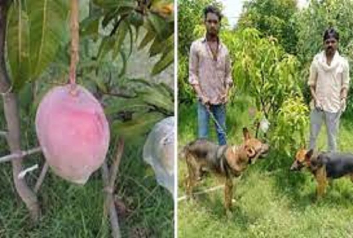 Madhya Pradesh : couple hires guards to protect rare, expensive Miyazaki mangoes