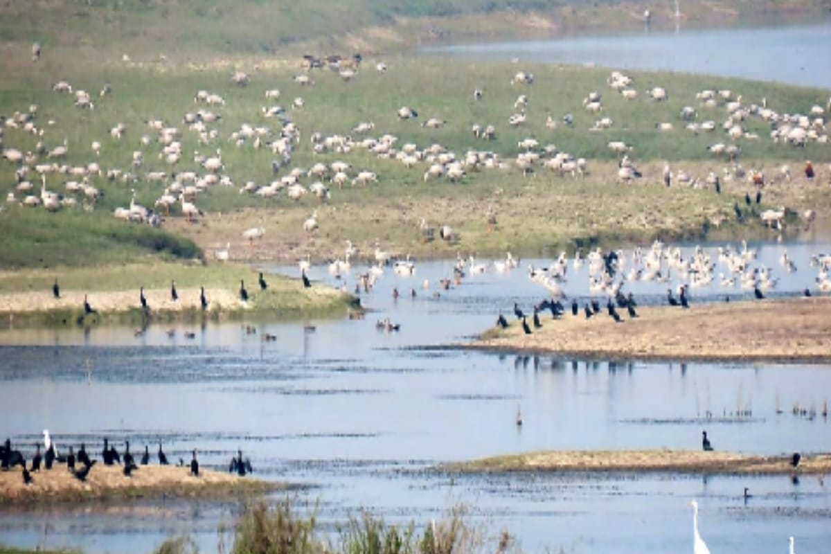 more than two hundred villages of Bijnor will be out of Hastinapur Sanctuary, DM gave instructions for new demarcation