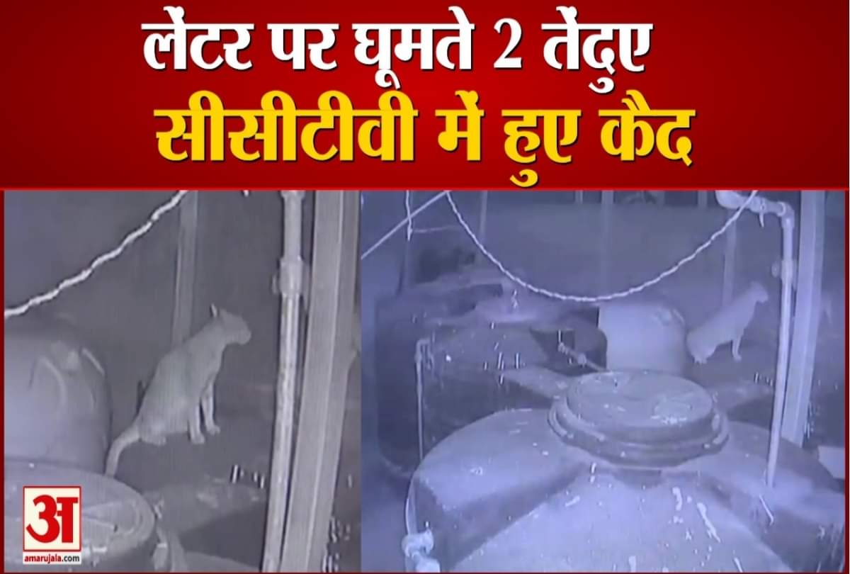 Two leopard spotted in Sundernagar Mandi Himachal Pradesh