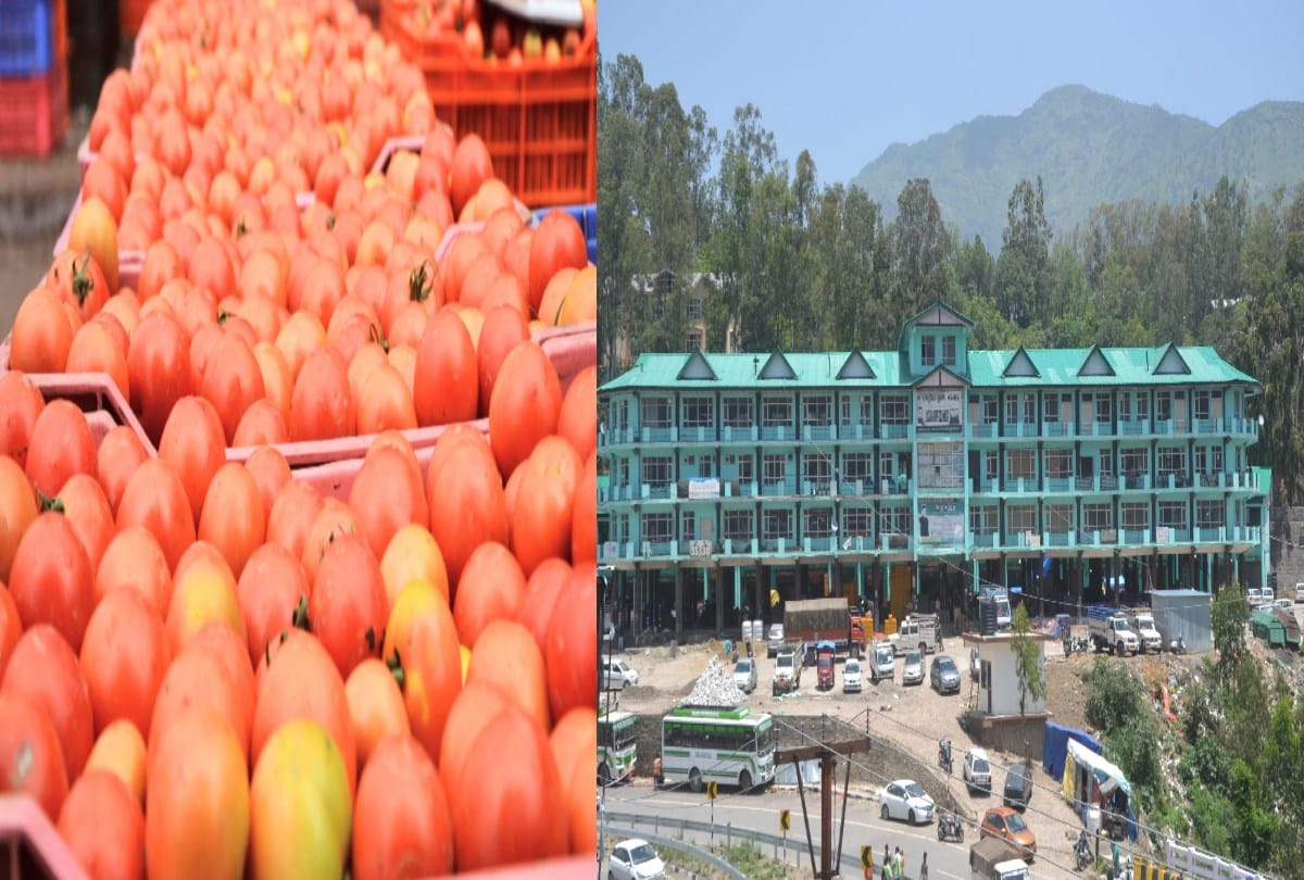 Tomato prices increased by Rs 6, crates sold up to 300 rupee in solan