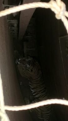 Tigress Rescue: 'Shy' trapped in the tank... will be imprisoned in a cage as soon as it comes out