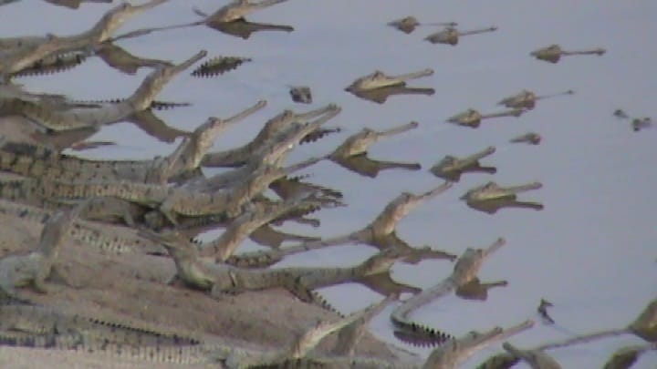 The clan of alligators increased in the Chambal river