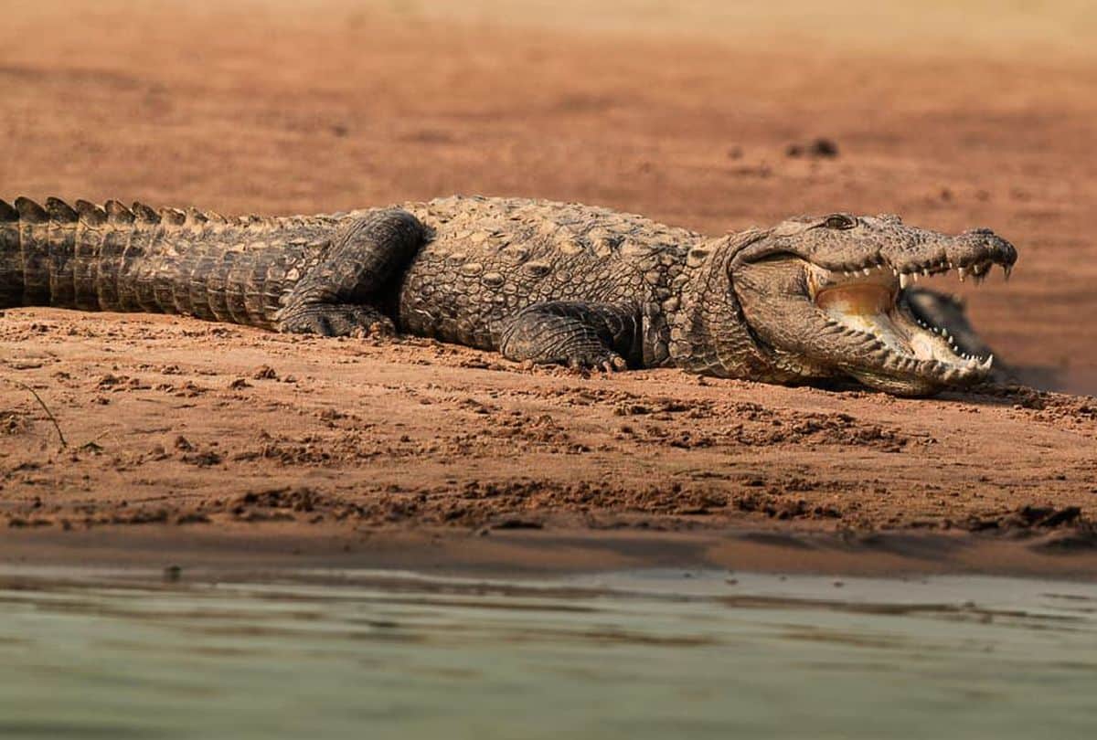 Crocodile Increased In Chambal Century