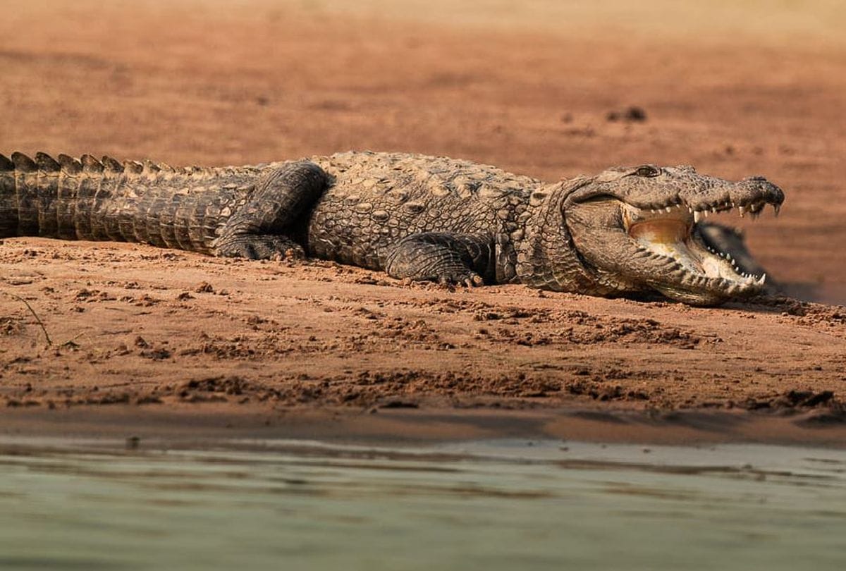 Crocodile Increased In Chambal Century