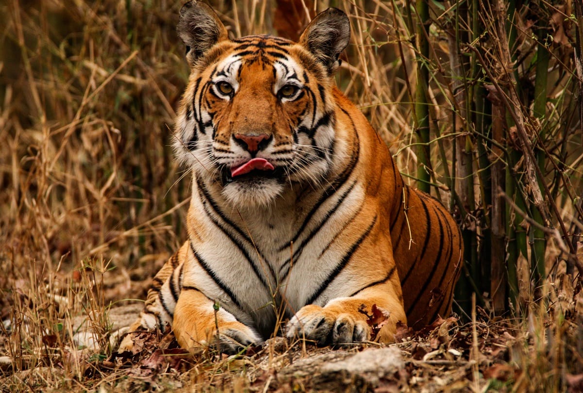 International Tiger Day 2021 These are the five big tiger reserves of India