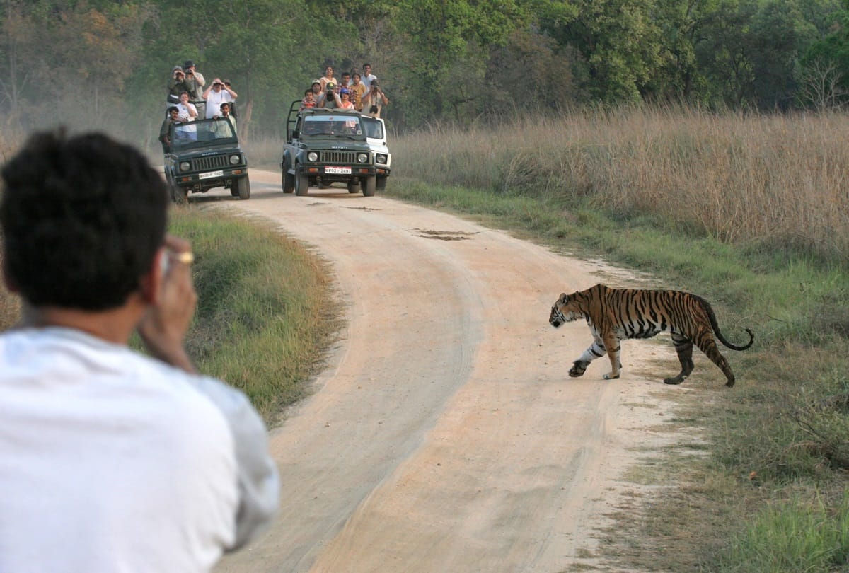 6 tiger reserves closed for 3 months in MP will open from today, tourists will be able to do safari in core areas