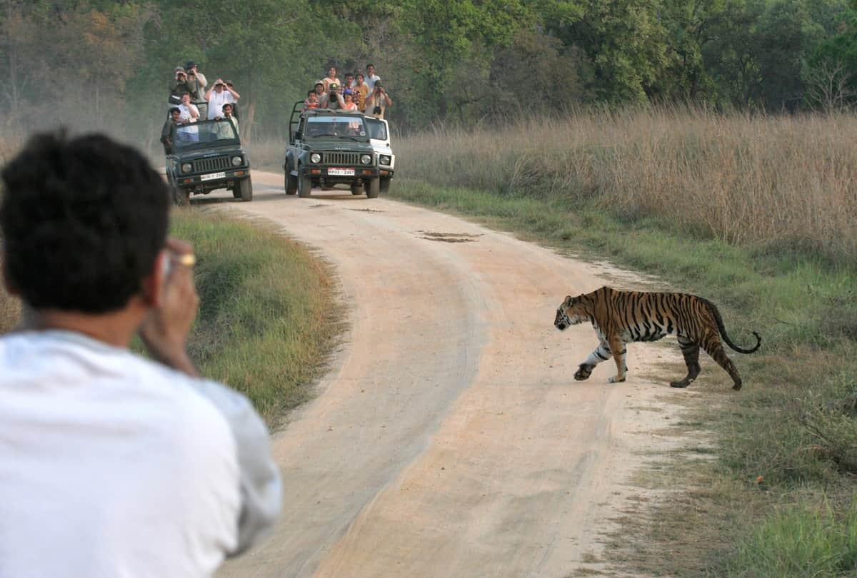 International Tiger Day 2021 These are the five big tiger reserves of India