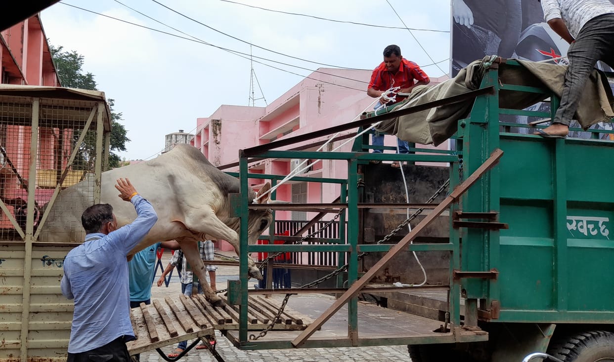 catch cow in mirzapur