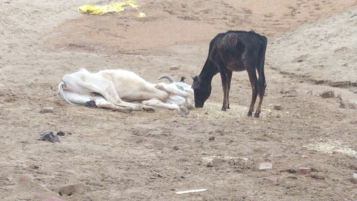 kalasaan goshaala mein govansh kee maut, 150 govansh hain, dekharekh na hone se kaee behaal