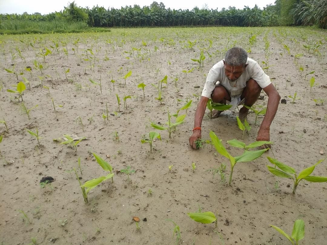 Good days have come for those who cultivate turmeric