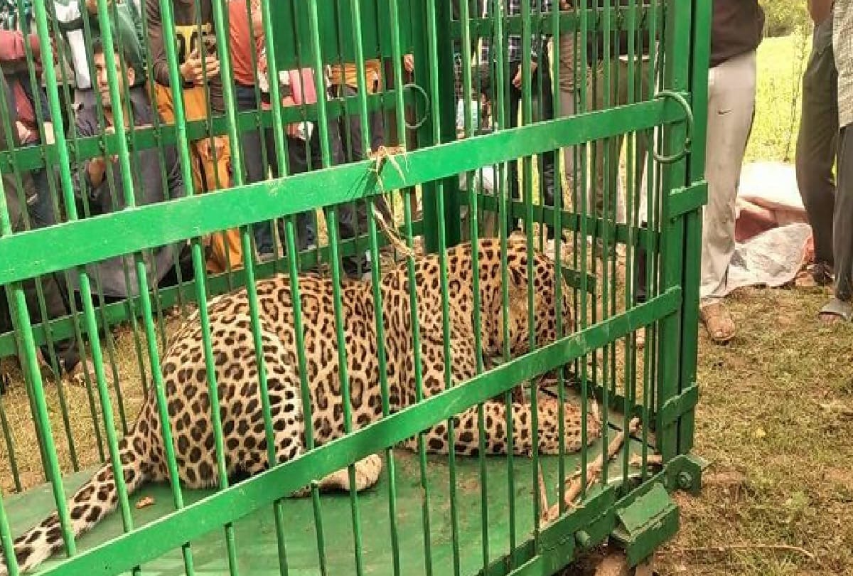 Approval of proposal Leopard Rescue Center will be built in Madhavaliya